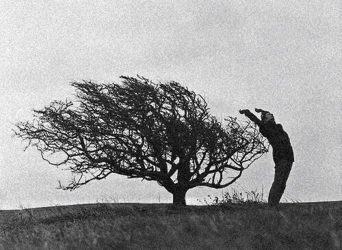Wind-Shaped Tree